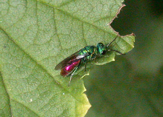 Chrysis ignita-groep Chrysis ignita-gr