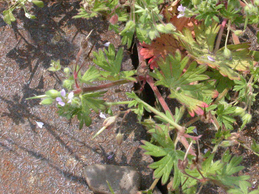 Geranium pusillum - Kleine ooievaarsbek