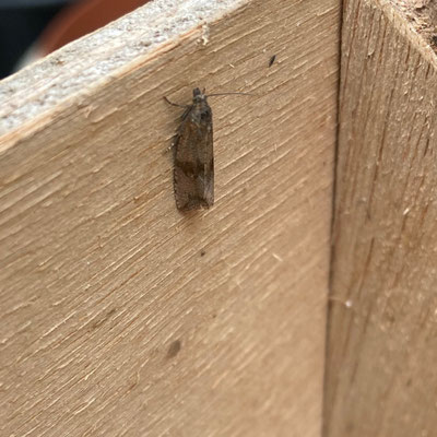 Celypha striana - Paardenbloembladroller