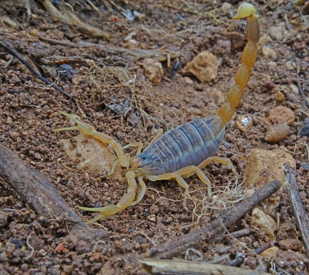 Leiurus quinquestriatus