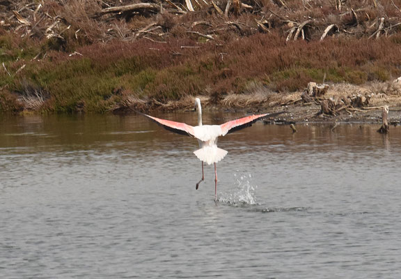 Flamingo