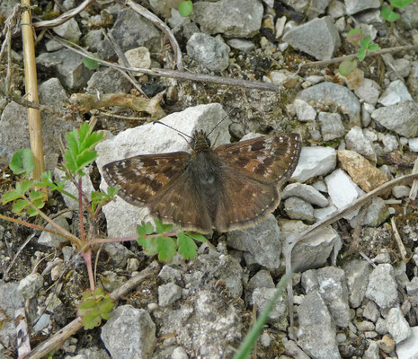 bruin dikkopje (Erynnis tages)