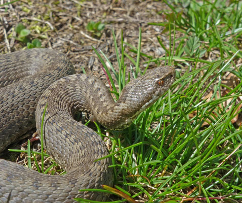 Vipera seoanei (Cantabrische adder)