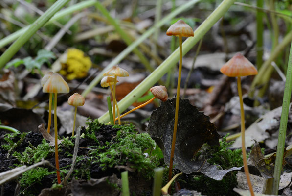 Mycena crocata - Prachtmycena