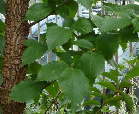 Ulmus laevis - Fladderiep