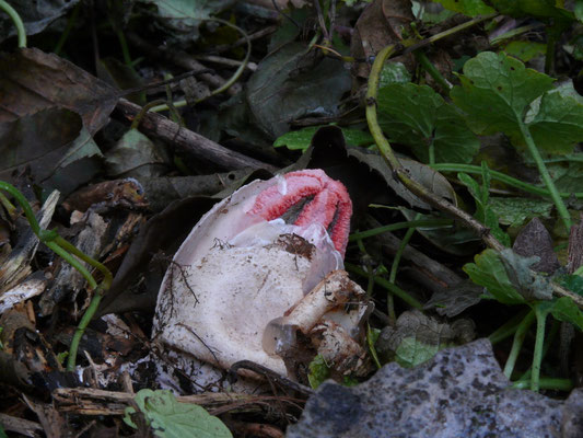 Clathrus archeri - Inktviszwam