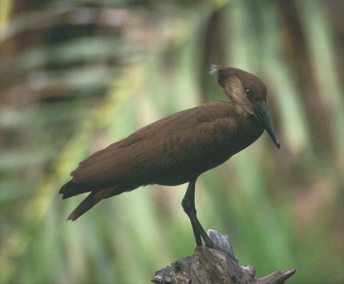 Scopus umbretta - Hamerkop