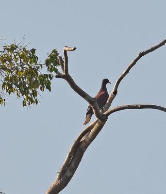 Pale-vented Dove