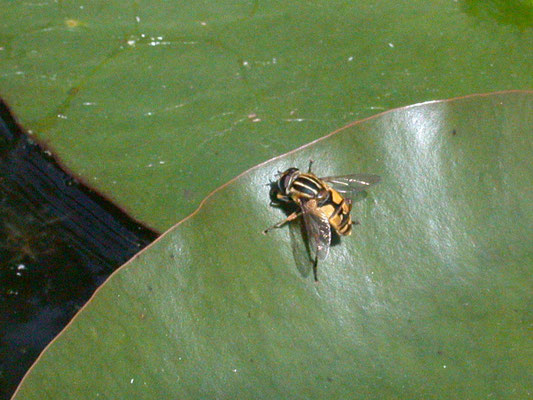 Helophilus pendulus - Gewone pendelvlieg