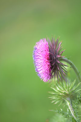 Knikkende distel
