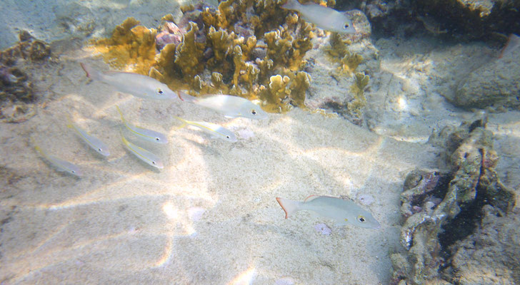  Lutjanus mahogoni