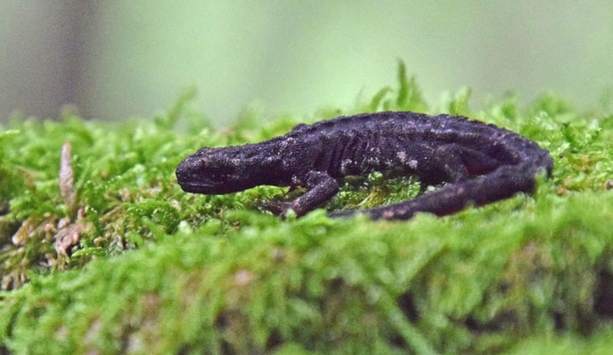 Salamandrina perspicillata - Noordelijke brilsalamander
