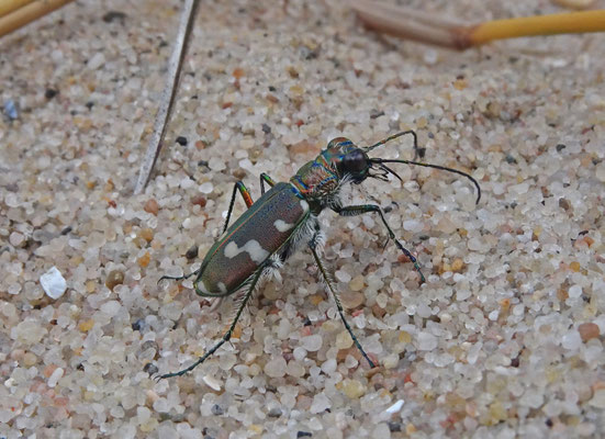 Cicindela maritima - Strandzandloopkever