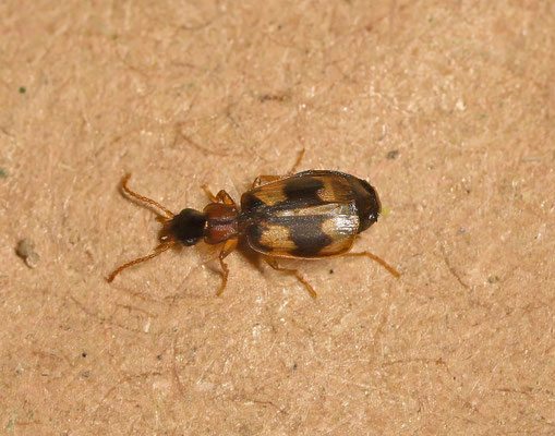 Calodromius bifasciatus - Zuidelijke schorsloper