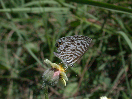 Leptotes babaulti
