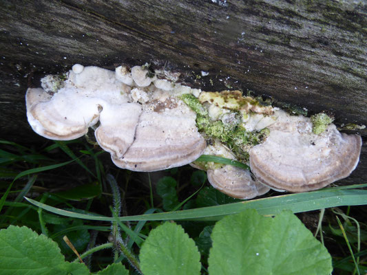 Trametes gibbosa - Witte bultzwam