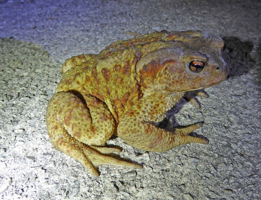 Gewone pad (Bufo bufo)