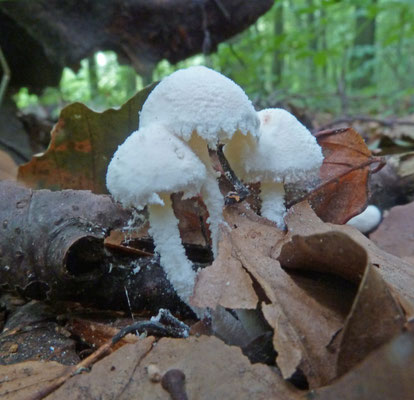 Cystolepiota sistrata - Kleine poederparasol