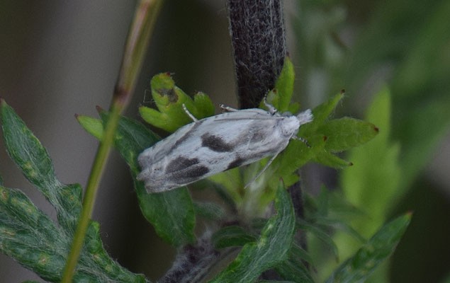 Eucosma metzneriana - Zalmkleurig knoopvlekje