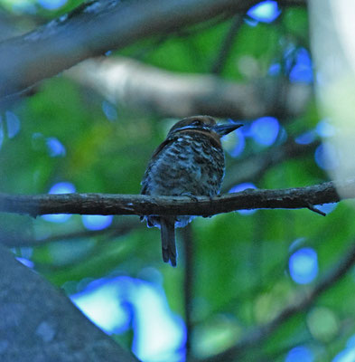 Spotted Puffbird