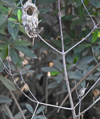Anthreptes gabonicus - Mouse-brown Sunbird (Brown Sunbird)