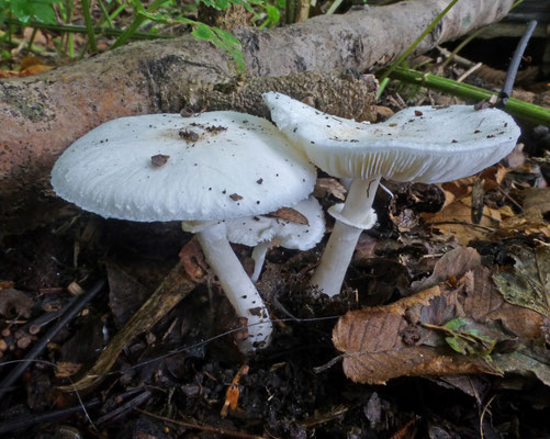 Leucoagaricus cristallifer - Kristalchampignonparasol