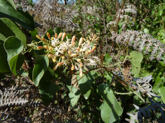 Lonicera implexa