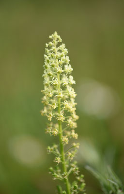 Wilde reseda