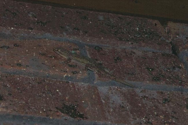 Hemidactylus frenatus