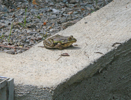 meerkikker (Pelophylax ridibunda)