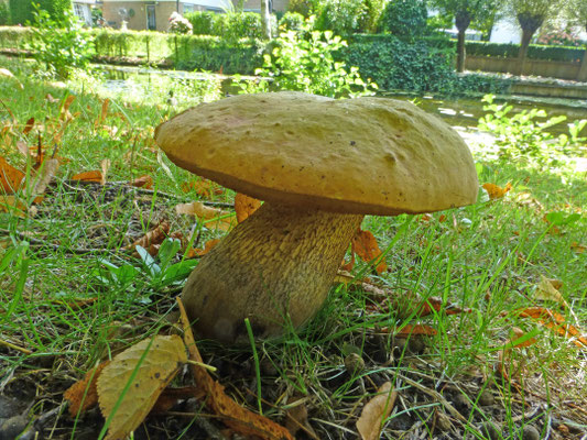 Suillellus luridus - Netstelige heksenboleet