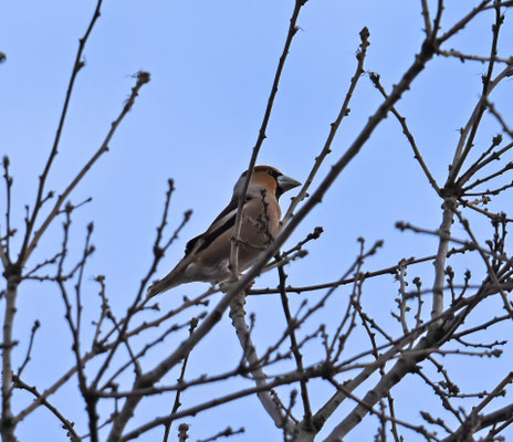 Appelvink