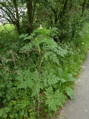 Chaerophyllum bulbosum - Knolribzaad