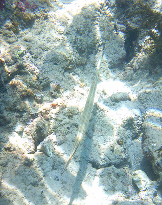 Aulostomus maculatus - Trumpetfish