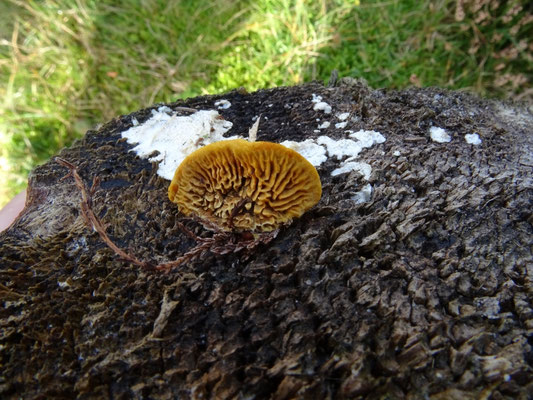 geelbruine plaatjeshoutzwam