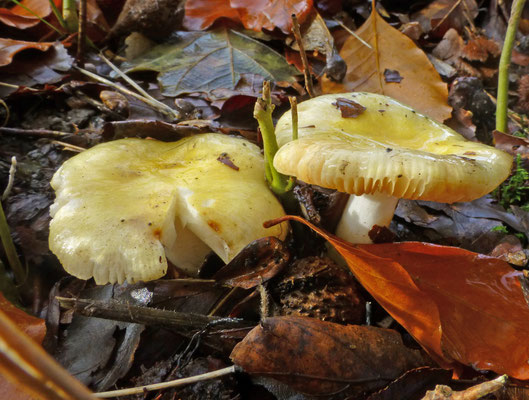 Russula solaris - Zonnerussula