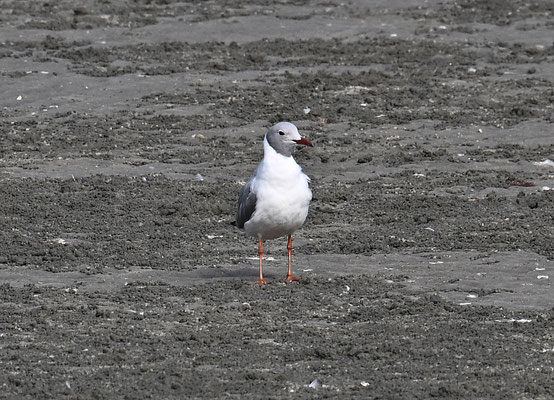 Larus cirrocephalus - Grey-headed Gull