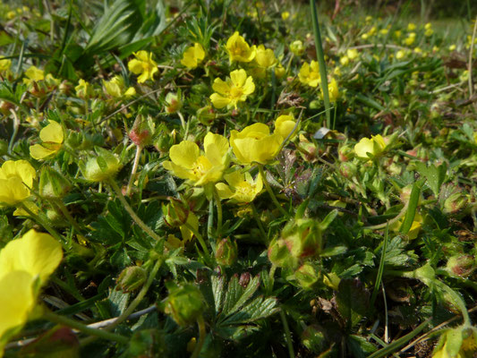 Potentilla  tabernaemontani - Voorjaarsganzerik