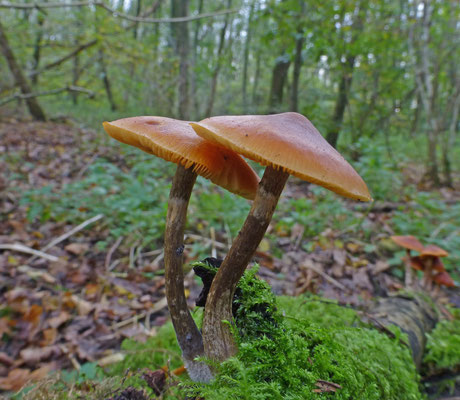 Galerina autumnalis - Kraagmosklokje
