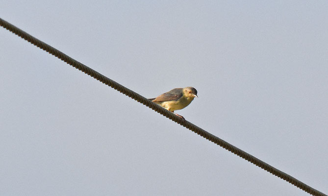Bicolored Conebill