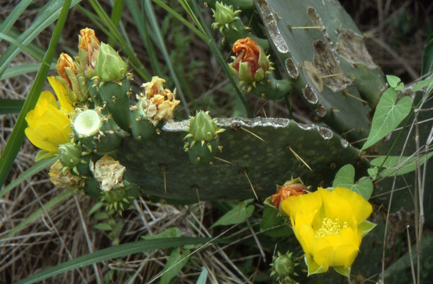 Schijfcactus
