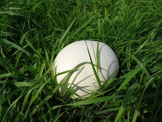 Calvatia gigantea - Reuzenbovist