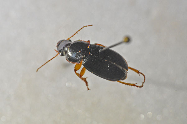 Harpalus latus - Breedkopkruiper