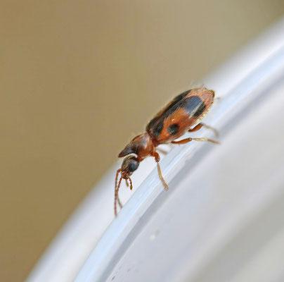 Notoxus monoceros - Eenhoornige snoerhalskever