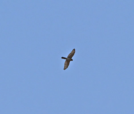 Micronisus gabar - Gabar Goshawk