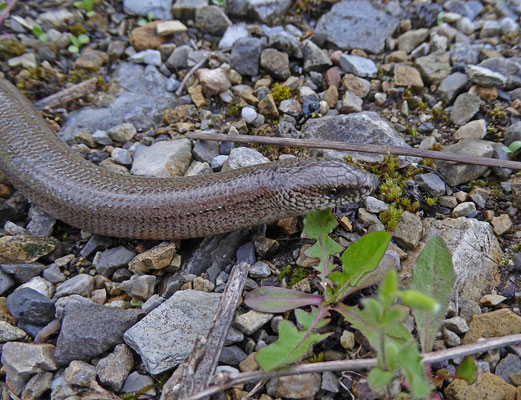 Hazelworm (Anguis fragilis)