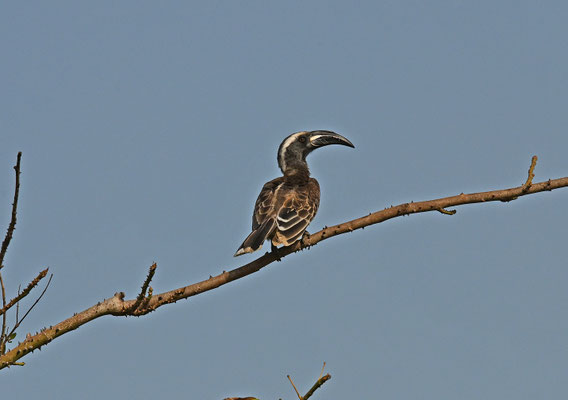 Tockus fasciatus - African Pied Hornbill