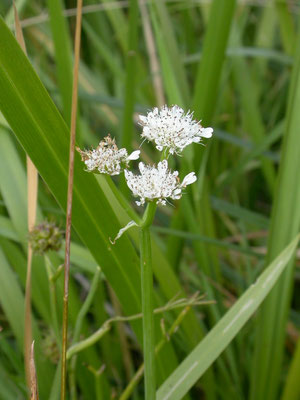 Oenanthe fistulosa - Pijptorkruid