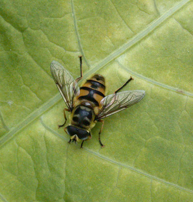 Myathropa florea - Doodskopzweefvlieg