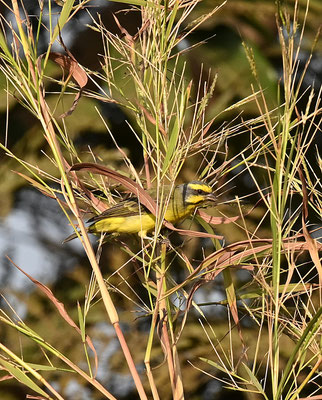 Serinus mozambicus - Yellow-fronted Canary
